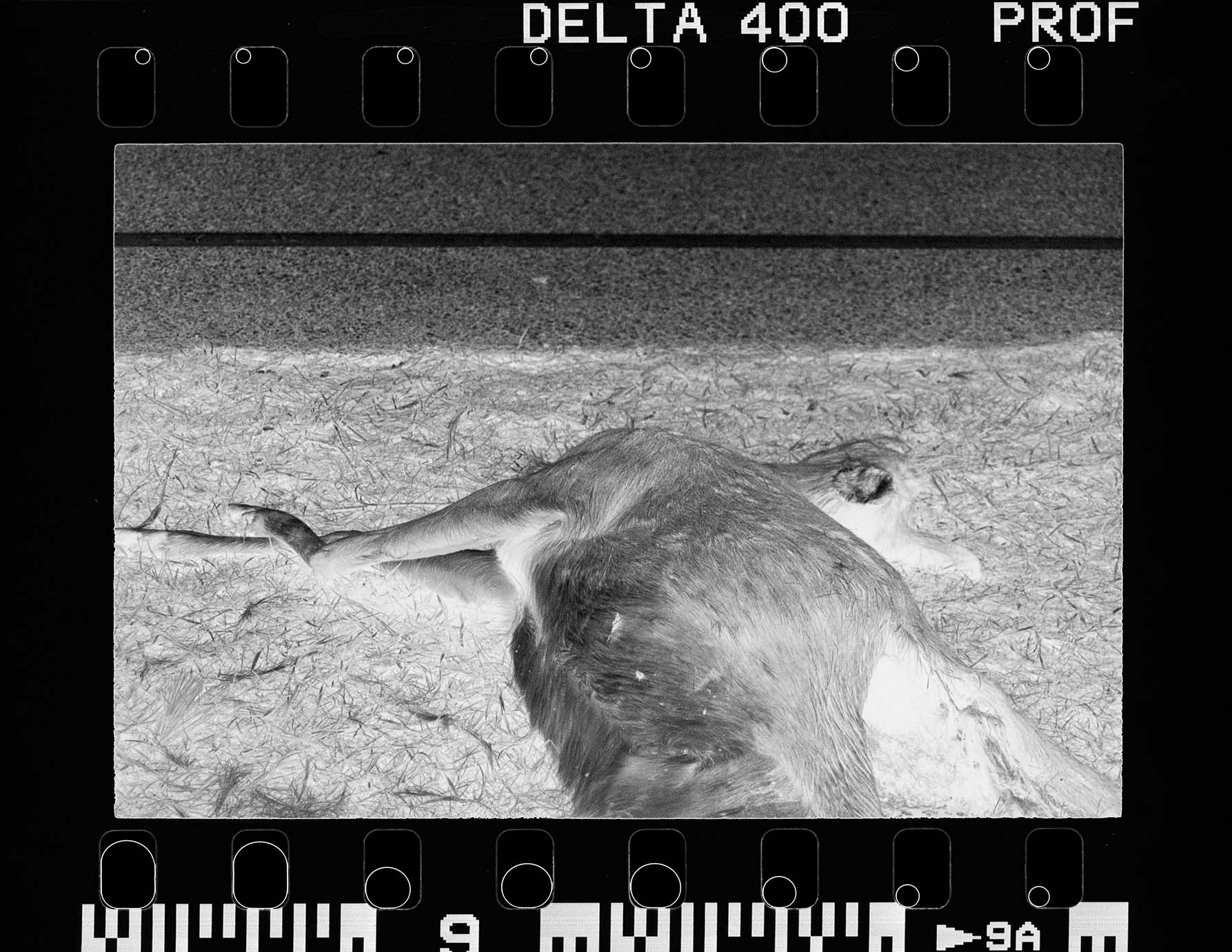 Camera RAW .04